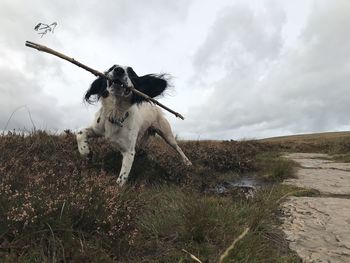 Dog standing on field against sky