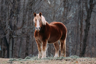 Horse standing in a field