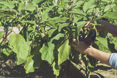 Eggplant in the garden