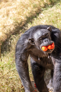 Chimpanzee with several fruit in its mouth