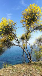 Tree by lake against sky