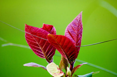 Close-up of plant with red leaves