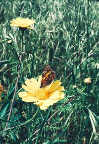 Close-up of butterfly pollinating on flower