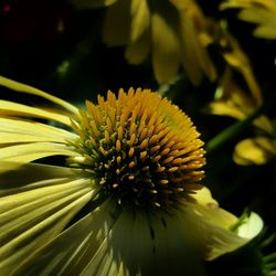 Close-up of yellow flower