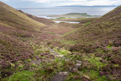 Hiking trail along carpets of blooming purple heather growing on hills on the isle of skye, scotland