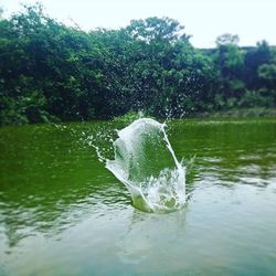 Plants growing in water