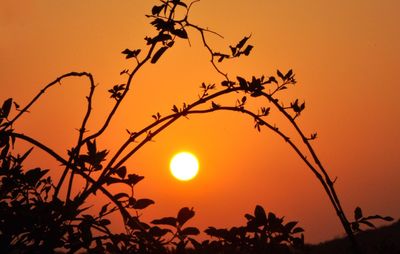Low angle view of silhouette tree against orange sky