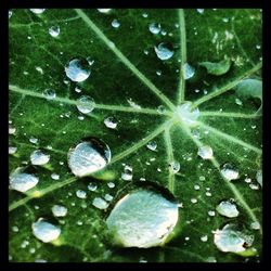 Close-up of leaves on water