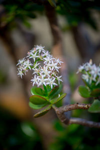 Close-up of flowers blooming outdoors