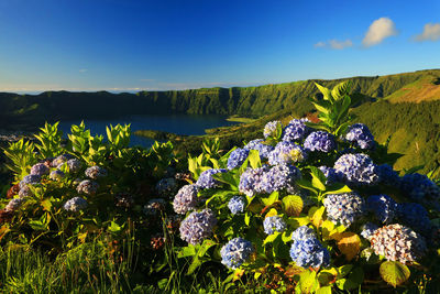 Close-up of flowers blooming against blue sky