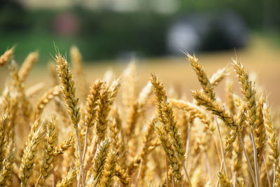 Close-up of wheat field