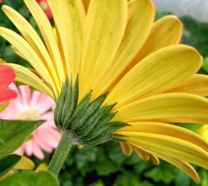 Close-up of yellow flowers