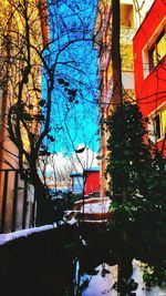 Bare trees in a house