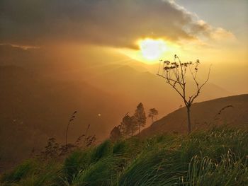 Close-up of fresh green sunset