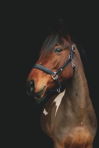 Close-up of horse against black background