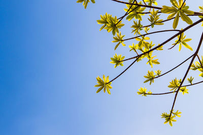 Freshness leaves of cannonball tree on blue sky and sunlight background