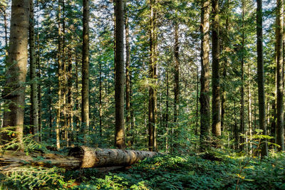 Path road way pathway on sunny day in summer sunny forest at sunset or sunrise. nature woods 