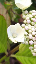 Close-up of white flowers blooming outdoors