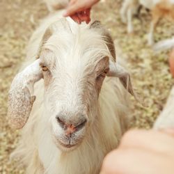 Close-up of goat