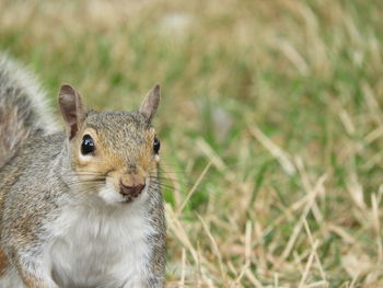 Close-up portrait of a rabbit on field