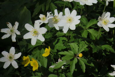 Close-up of white flowering plants