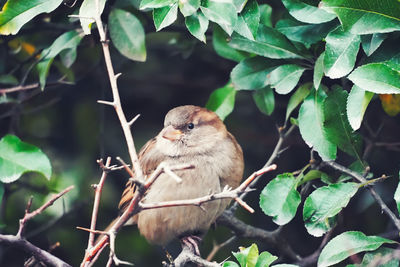 Close-up of bird perching on branch