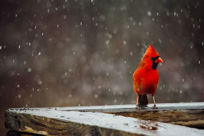 View of a red  cardinal bird on snow