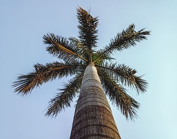 Low angle view of coconut palm tree against clear sky