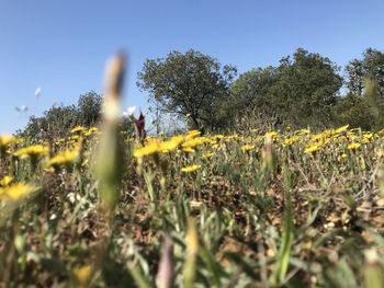 Yellow flowering plants on field against sky