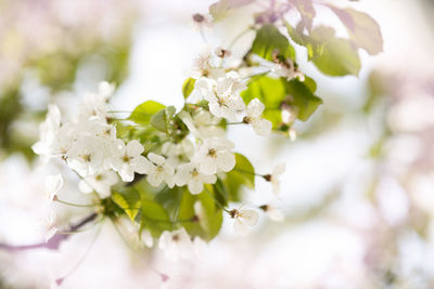 Close-up of cherry blossoms on tree