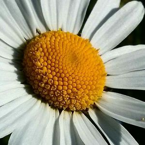 Close-up of white daisy flower