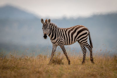 Plains zebra foal walks in long grass