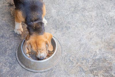 High angle view of puppy dog