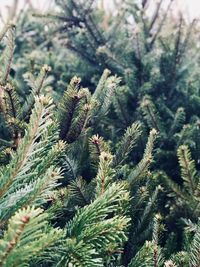 Close-up of pine tree