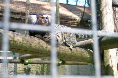 Lizard in cage at zoo
