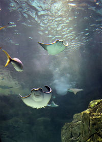 Low angle view of stingray swimming in fish tank