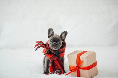 Portrait of woman with dog against white background