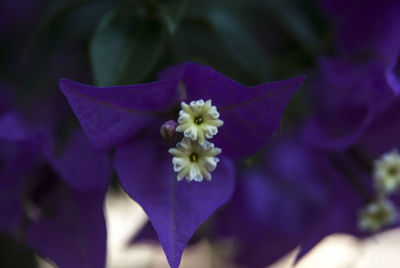 Close-up of purple flowering plant