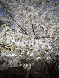 Cherry blossoms in spring