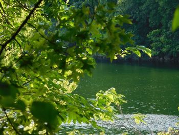 Trees growing in pond