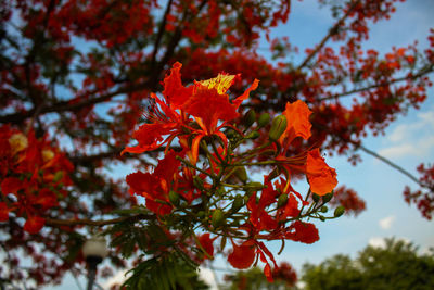 Close-up of red flowering plant against trees