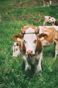 Portrait of a horse on field