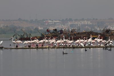 Flamingos at backwaters against sky