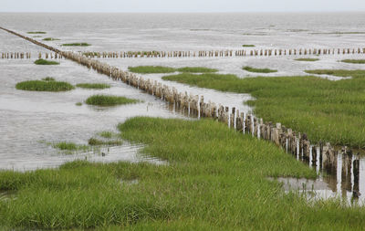 Scenic view of agricultural field