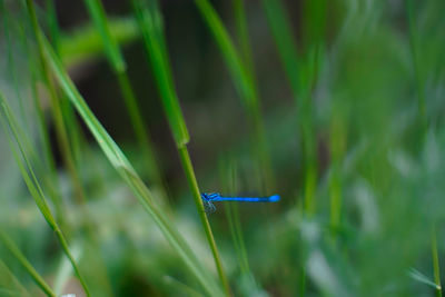 Close-up of damselfly on grass