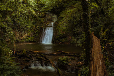 Scenic view of waterfall in forest