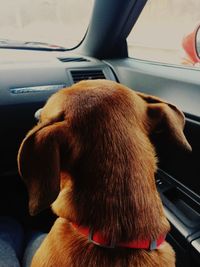 Close-up of a dog in car