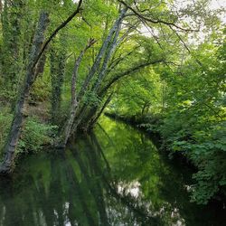 Scenic view of lake amidst trees in forest