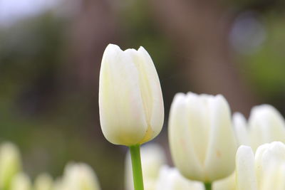 Close-up of white crocus blooming outdoors