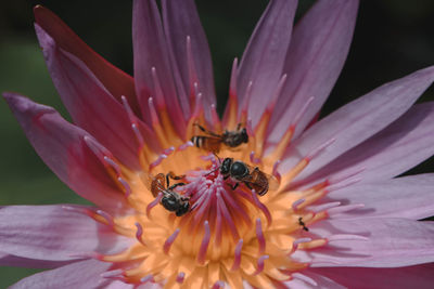 Close-up of bee pollinating on purple flower